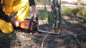 Best Tree Risk Assessment  in Sappington, MO